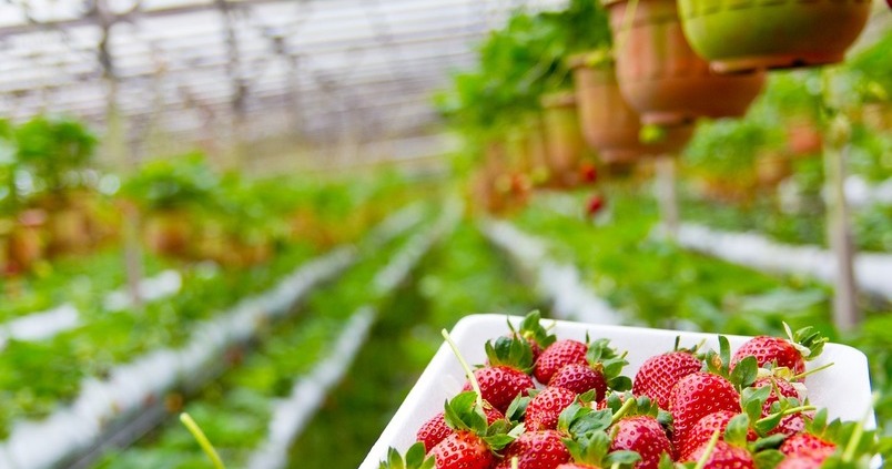 La UE insta a abrir las fronteras a los temporeros agrícolas