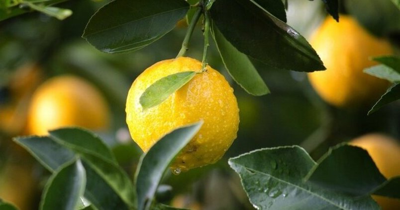 El campo andaluz mira al cielo con esperanza: un frente atlántico podría dejar lluvias esta semana