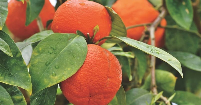 naranja-naranjo-citrico