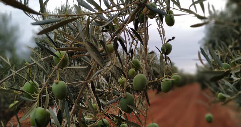 Luz verde al uso del sello de calidad que ampara a las aceitunas sevillanas