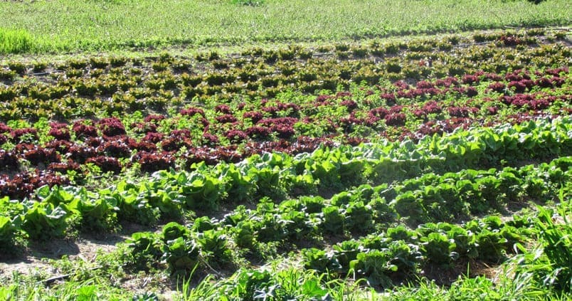 El 80% de las explotaciones agrarias ecológicas andaluzas se dedican a la producción vegetal