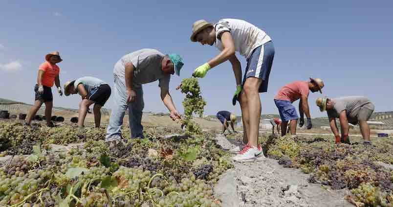 El campo de Córdoba cierra 2019 con menos contratos y más paro