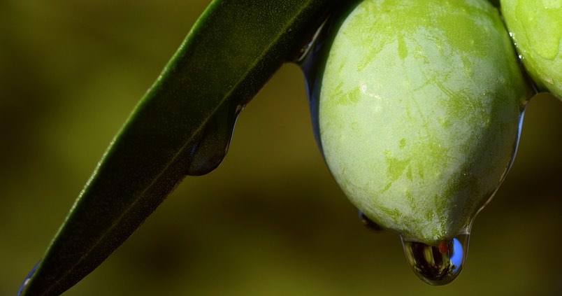 Nuevos métodos de control de la calidad del aceite de oliva y de la aceituna
