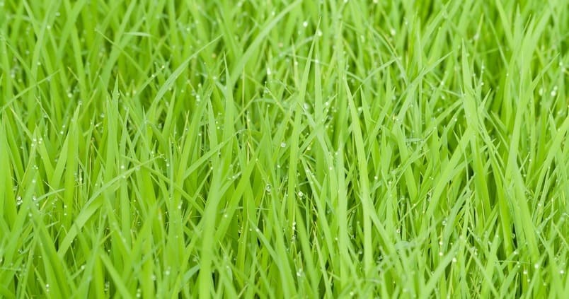 Andalucía cuenta con más de medio millón de hectáreas de producción integrada