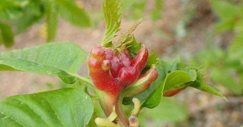 castanar-avispilla-castano