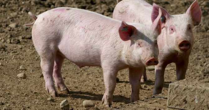 Ganaderos, en situación límite: en horas no tendrán pienso para los animales