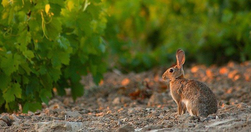 El sector cunícola, «contra las cuerdas», pide ayudas para mejorar su situación