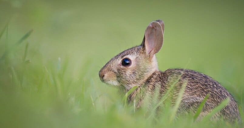 Preocupación por el aumento de conejos en la Campiña Sur cordobesa