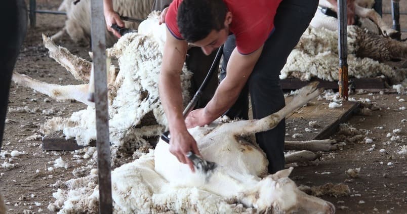 El esquileo de las ovejas, en peligro por el coronavirus