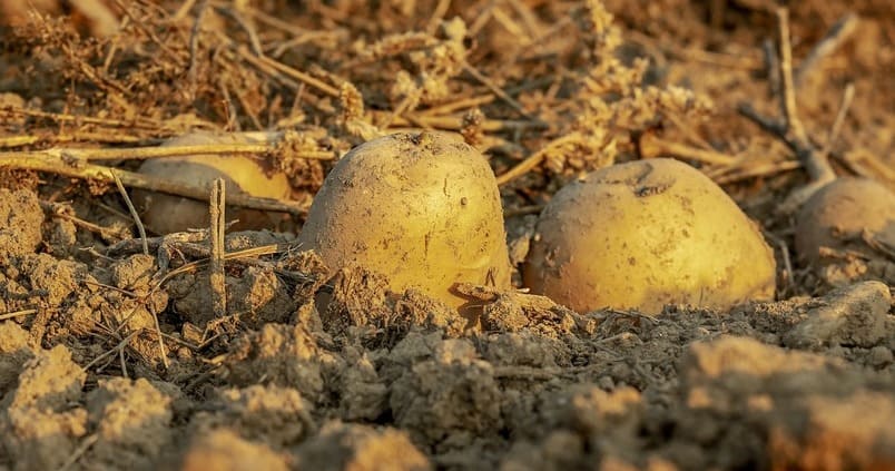 Prevén un descenso de la superficie de la patata temprana en Andalucía