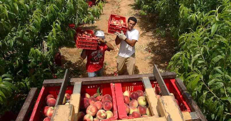 La producción de fruta de hueso en España sigue a la baja: se cosechará un 31% menos que en 2021