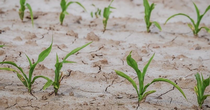 Calcular la sequía es ahora «más sencillo» que nunca
