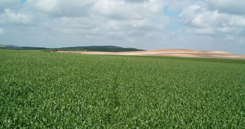 ¿En qué situación se encuentra el trigo duro en Andalucía?