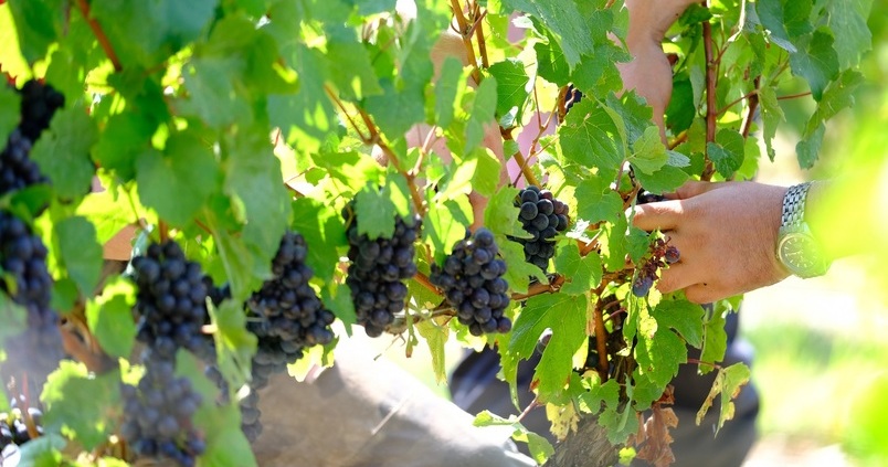 Aprueban ayudas para la promoción del vino en los mercados exteriores