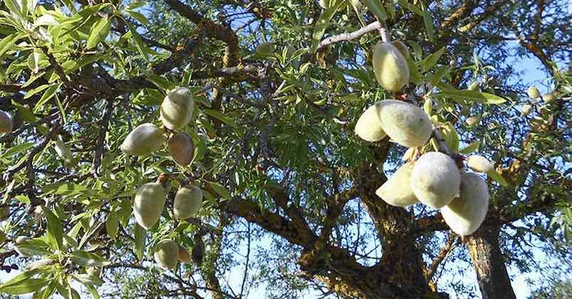 La capota de la almendra servirá para alimentar a ovejas y cabras