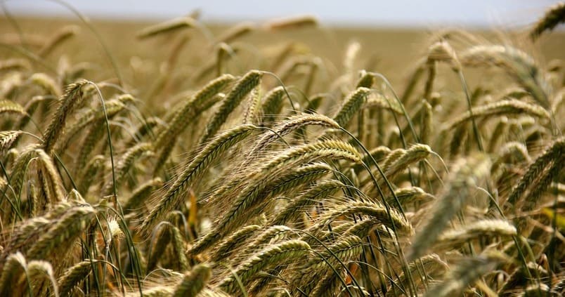 Asaja Córdoba, en busca de un cereal «más rentable y sostenible»