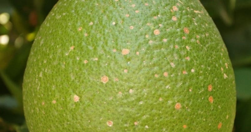 Cítricos: las altas temperaturas favorecen el desarrollo del Piojo rojo de California