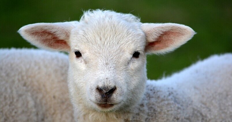 cordero-ovino-ganado