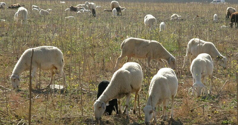 Ya son once los focos de viruela ovina y caprina detectados en Andalucía