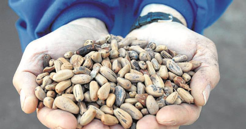 La campaña de recogida de piñones en Córdoba espera alcanzar el millón de kilos