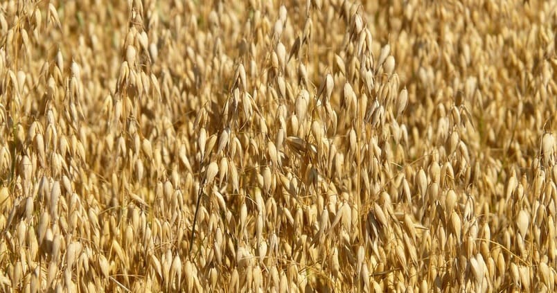 Sembrar avena entre los olivos «aumenta la rentabilidad y disminuye erosión»