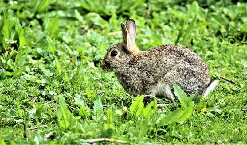 La Junta aprueba medidas excepcionales para evitar los daños causados por los conejos