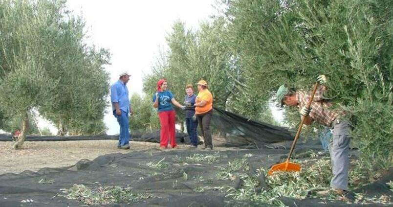El precio de la tierra de cultivo baja en Córdoba por primera vez desde 2014
