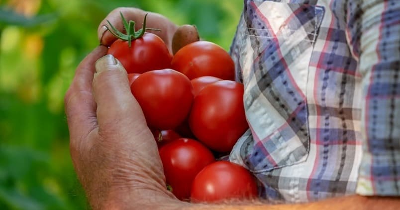 tomates-cultivos-recogida