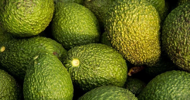 La campaña nacional de aguacate termina con un incremento de la producción del 32,7%