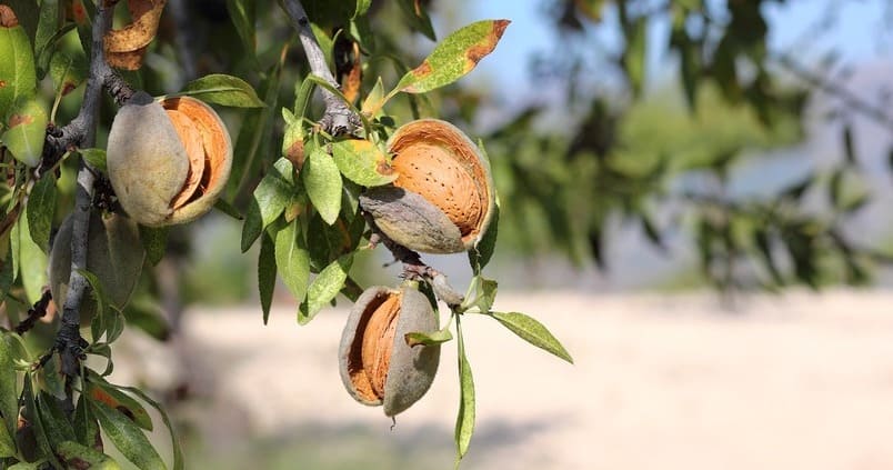 almendra