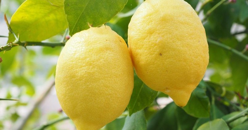limon-citricos-verna
