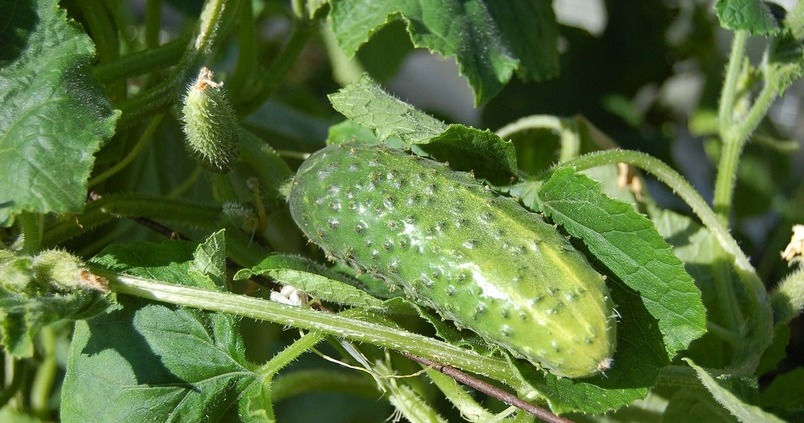 deficiencia de hierro en las plantas