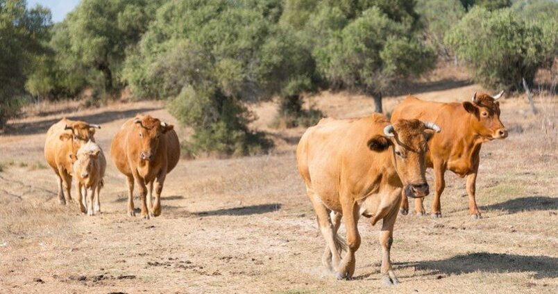 especies ganaderas