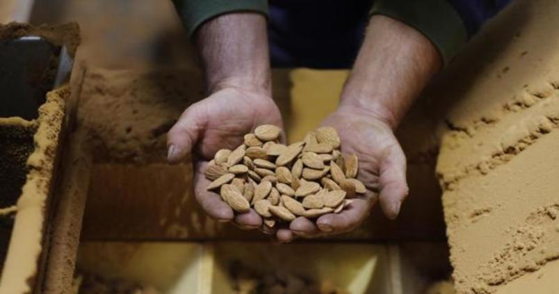 Avisan de que la nueva PAC dejará sin ayuda asociada a la mitad de los frutos secos tradicionales