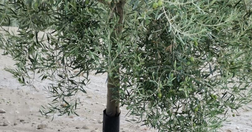 Aprobado un presupuesto adicional de 24,6 millones para el plan de seguros agrarios