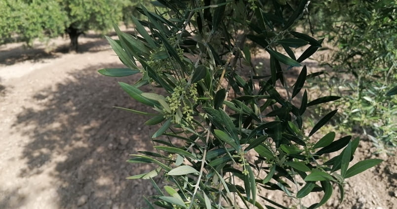 Asaja apoya a los regantes de Jauja para que se autorice el aprovechamiento de las aguas invernales