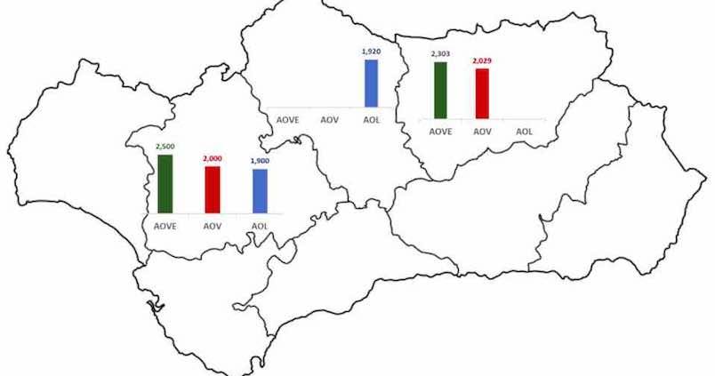 Aceite de oliva: mercado «en pausa» y precios al alza
