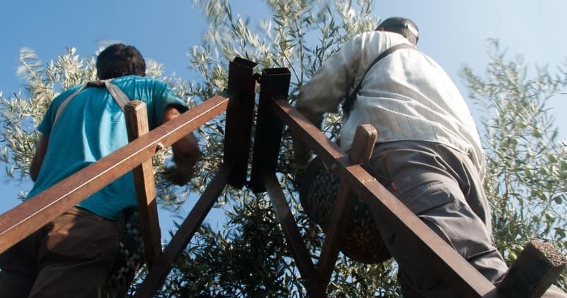 ¿Por qué no hay trabajadores? La realidad silenciosa del campo andaluz