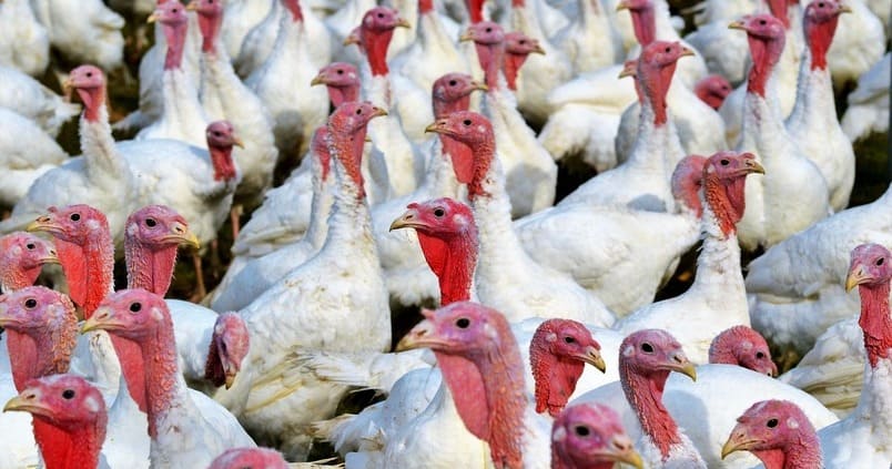 El MAPA modifica las medidas de protección contra la gripe aviar
