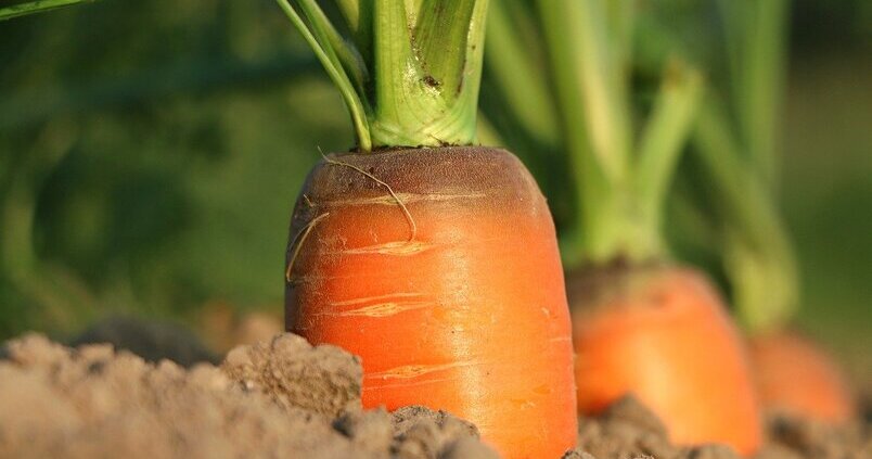 El cultivo de la zanahoria sigue creciendo en Andalucía, aunque no ocurre lo mismo con su rendimiento