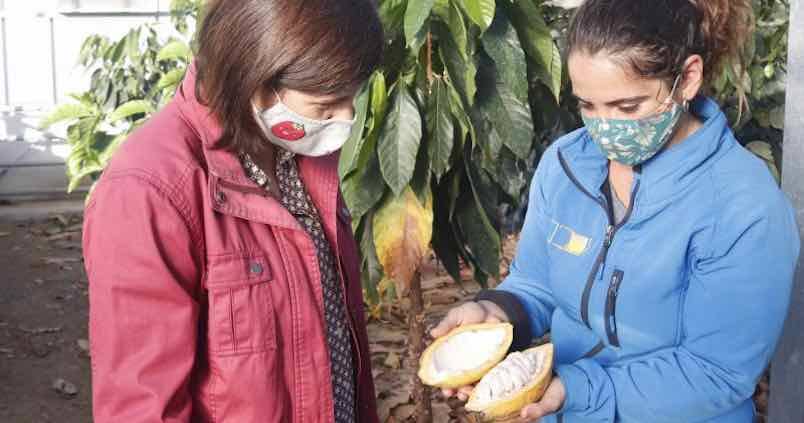 Obtienen plásticos iridiscentes con residuos del algodón y el cacao