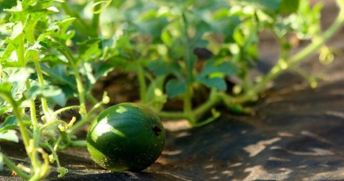 Adoración Blanque: «El melón está teniendo un comportamiento bastante bueno en cuanto a precio»