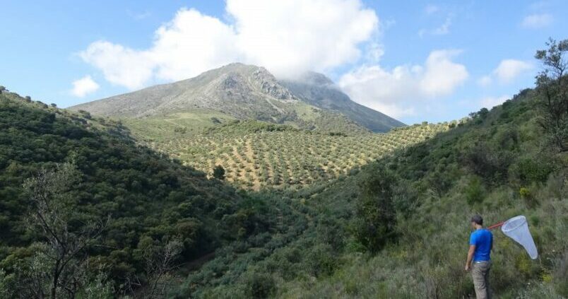«Mariposas olivareras» que eligen el olivar de montaña para vivir