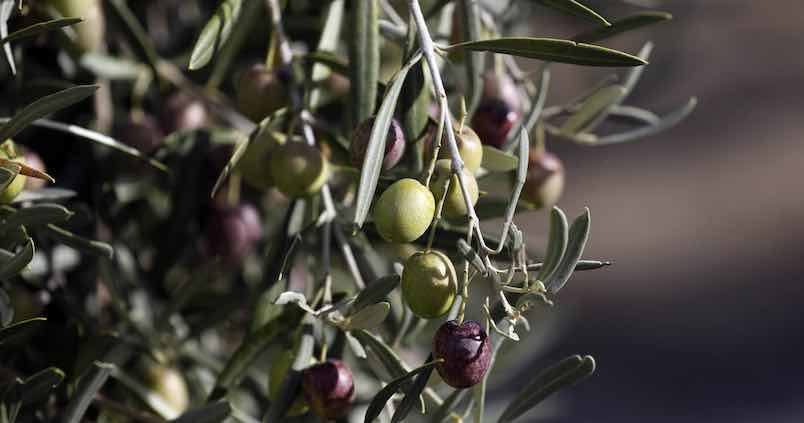 Decálogo de buenas prácticas para obtener el mejor aceite