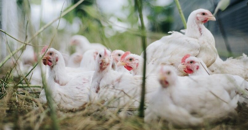 pollos-avicola-carne