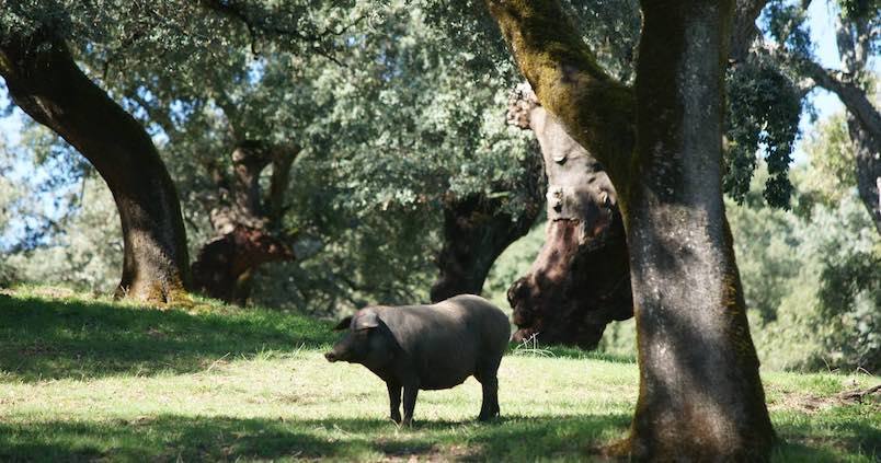 precio-cerdo-iberico