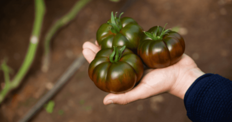 tomate