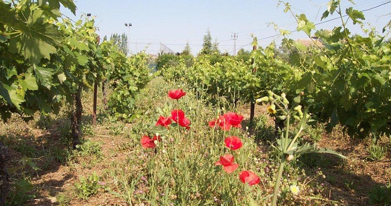 Andalucía defiende que el productor ecológico sea ‘per se’ agricultor genuino en la nueva PAC