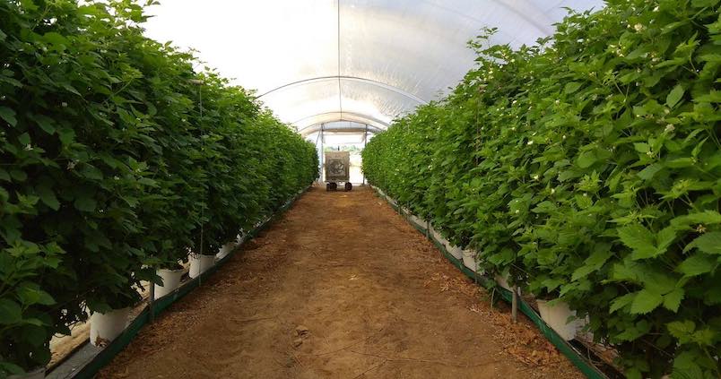 Desechos vegetales para luchar contra el cáncer de colon