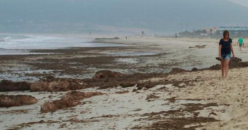 Andalucía validará en abril que el «alga asiática» sea compostaje agrícola